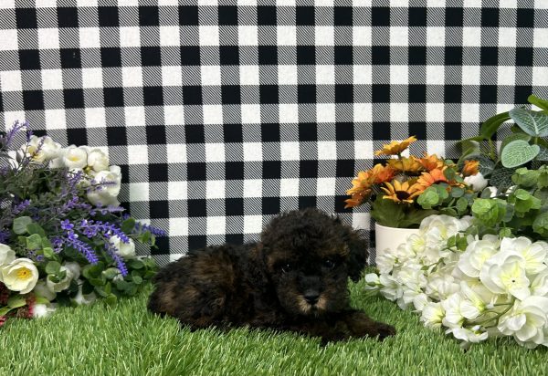 Coco The Toy Poodle - Image 5