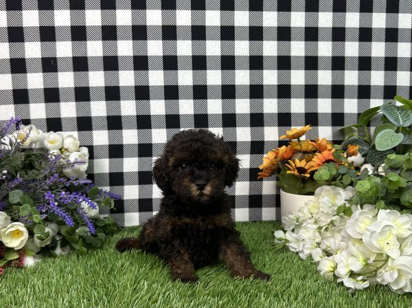 Coco The Toy Poodle - Image 6