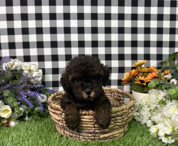 Coco The Toy Poodle - Image 7