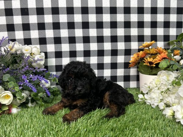 Mason The Toy Poodle - Image 2