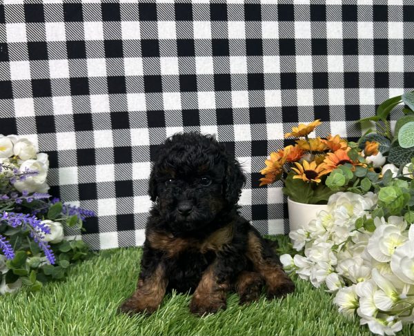 Mason The Toy Poodle