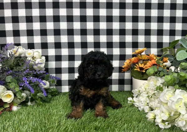 Mason The Toy Poodle - Image 3