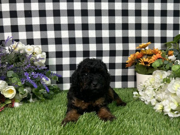 Mason The Toy Poodle - Image 4
