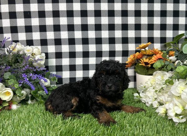 Mason The Toy Poodle - Image 5