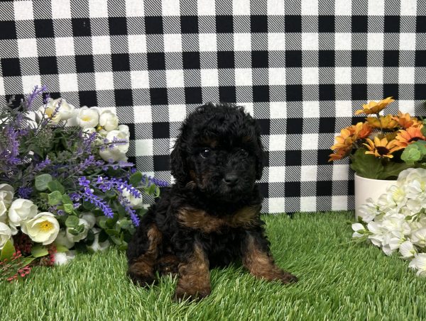 Mason The Toy Poodle - Image 6