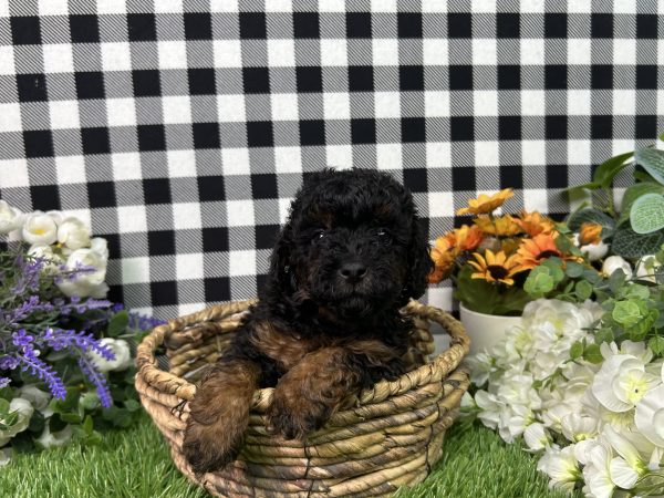 Mason The Toy Poodle - Image 7