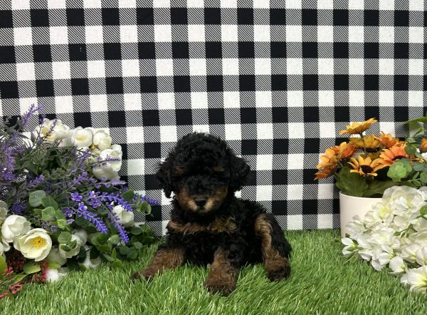 Millie The Toy Poodle