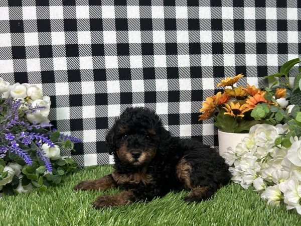 Millie The Toy Poodle - Image 2