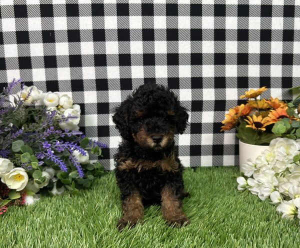 Millie The Toy Poodle - Image 3