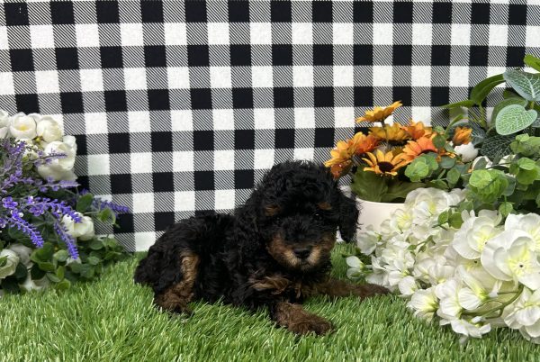 Millie The Toy Poodle - Image 4