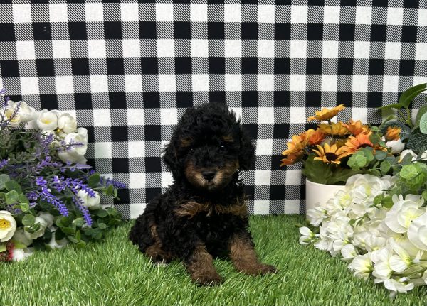 Millie The Toy Poodle - Image 5