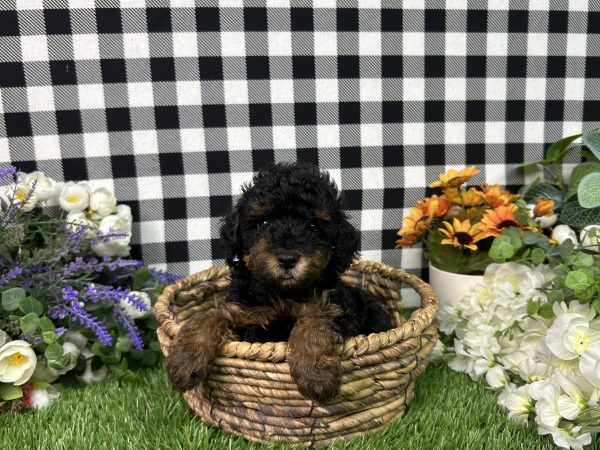 Millie The Toy Poodle - Image 6