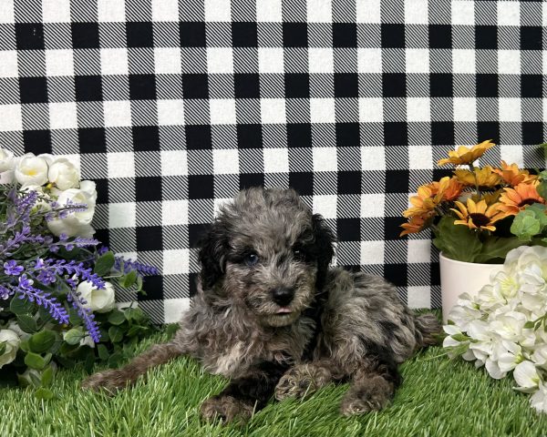 Melody The Toy Poodle - Image 8