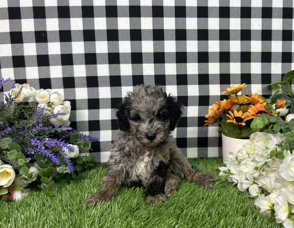 Melody The Toy Poodle