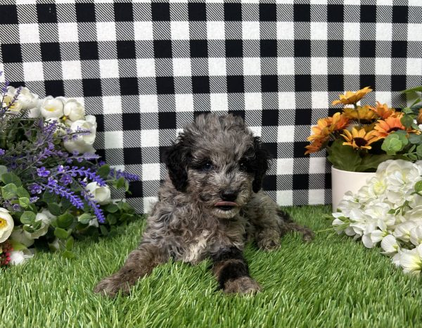 Melody The Toy Poodle - Image 7