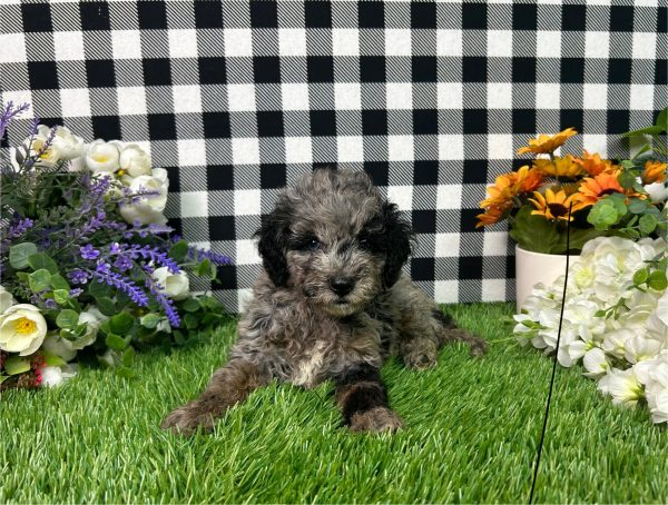 Melody The Toy Poodle - Image 6