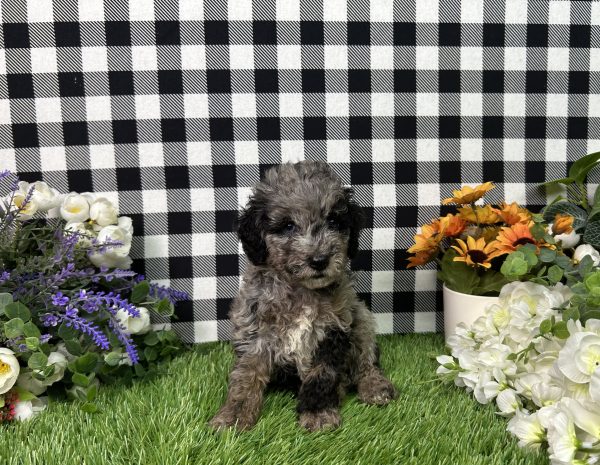Melody The Toy Poodle - Image 5