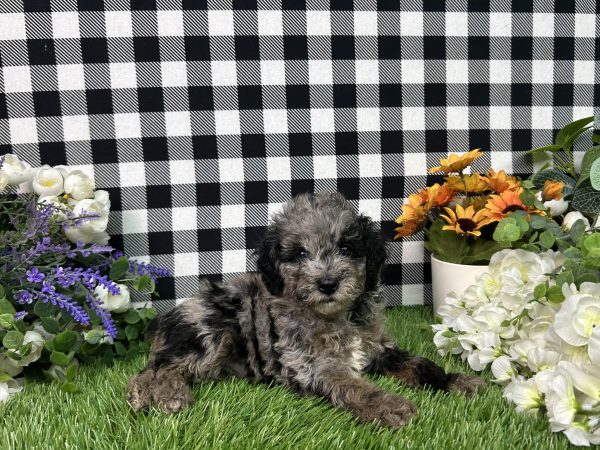 Melody The Toy Poodle - Image 4
