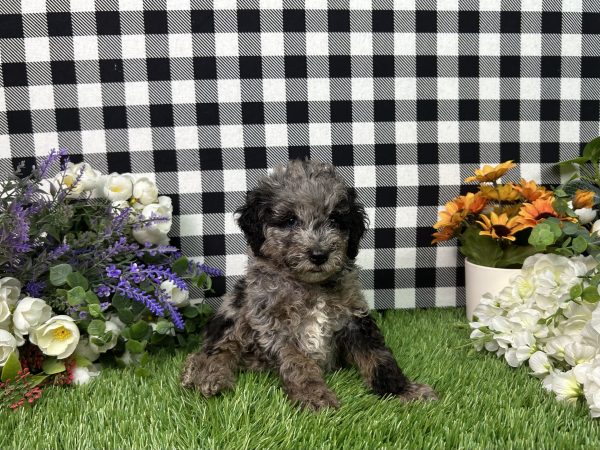 Melody The Toy Poodle - Image 3