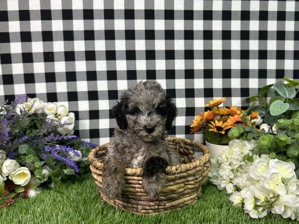 Melody The Toy Poodle - Image 2