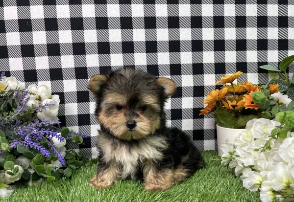 Hank The Morkie - Image 11