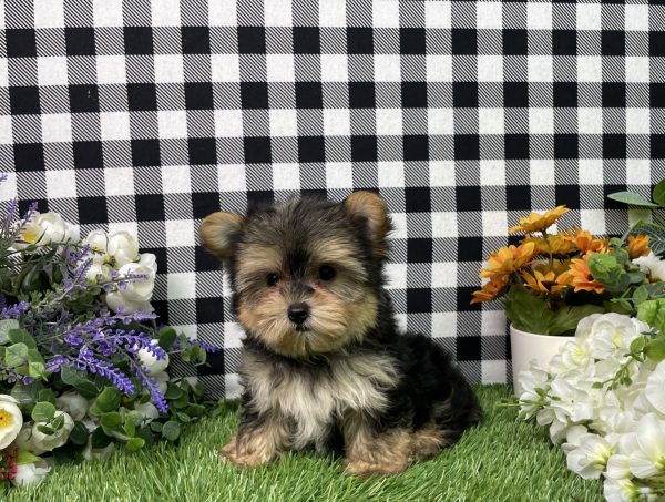 Hank The Morkie - Image 10