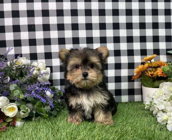 Hank The Morkie - Image 9