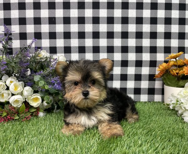 Hank The Morkie - Image 8