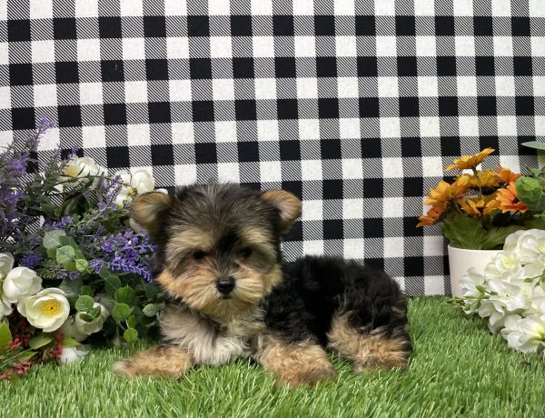 Hank The Morkie