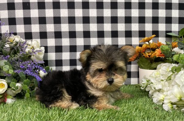 Hank The Morkie - Image 7