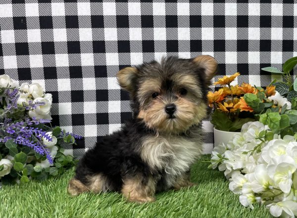 Hank The Morkie - Image 6