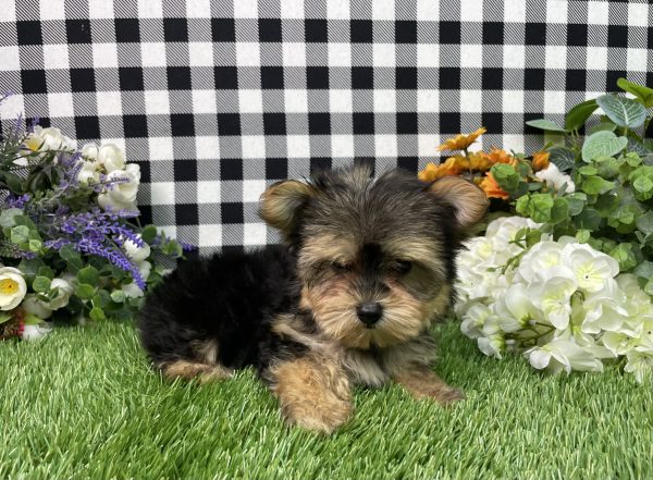 Hank The Morkie - Image 5