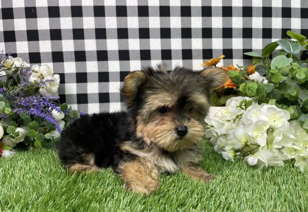 Hank The Morkie - Image 4