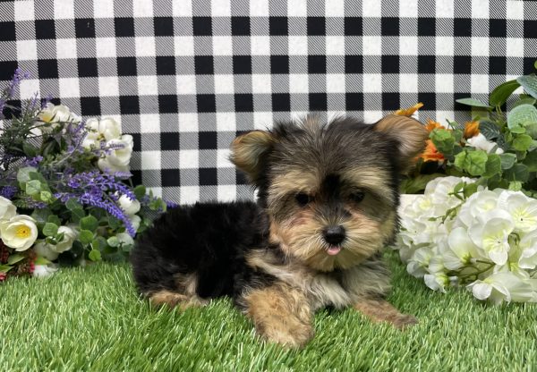 Hank The Morkie - Image 3