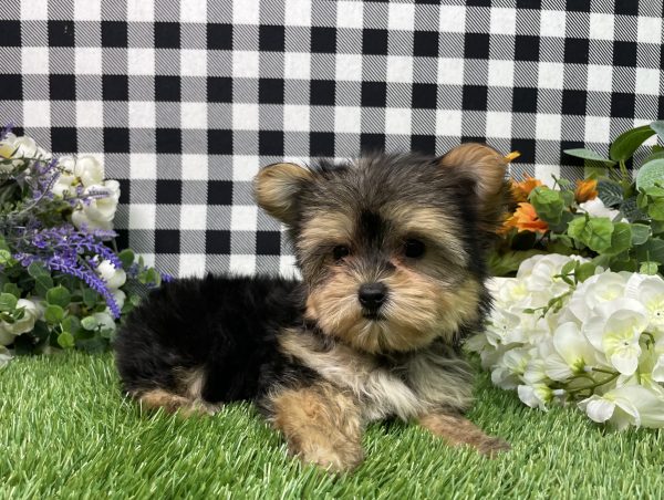 Hank The Morkie - Image 2