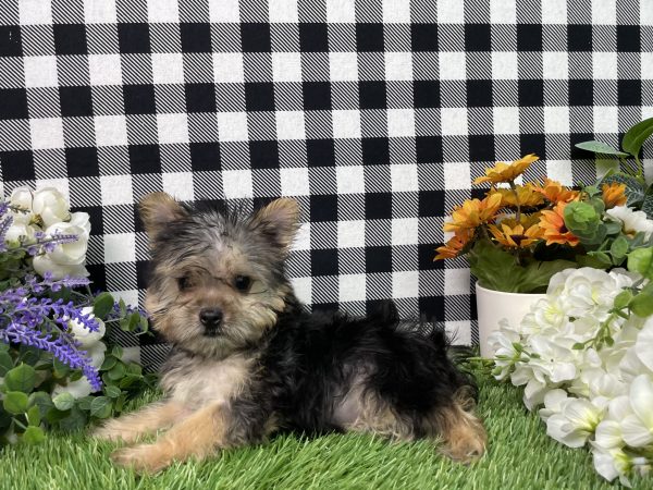 Heidi The Morkie - Image 7