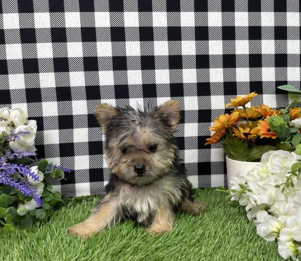 Heidi The Morkie - Image 9