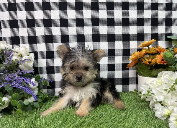 Heidi The Morkie - Image 6