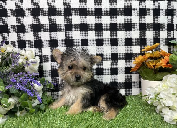 Heidi The Morkie - Image 8
