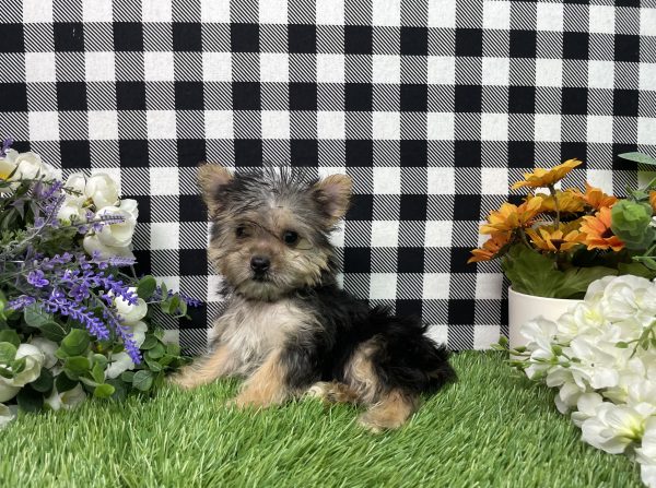 Heidi The Morkie - Image 5