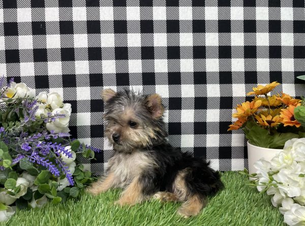 Heidi The Morkie - Image 3