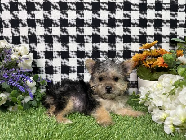 Heidi The Morkie