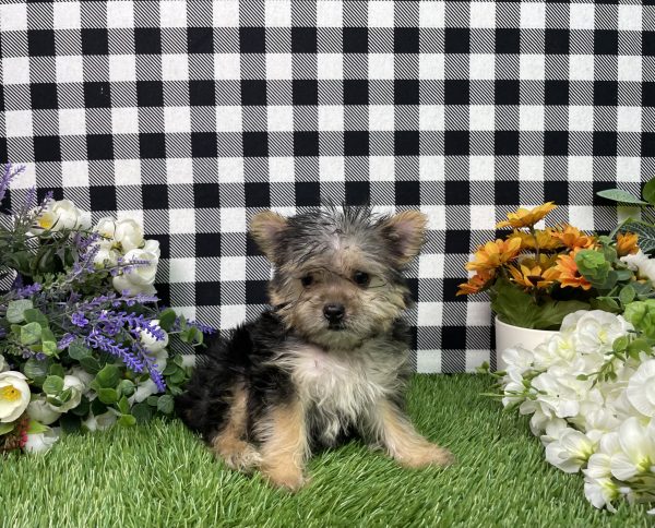 Heidi The Morkie - Image 2