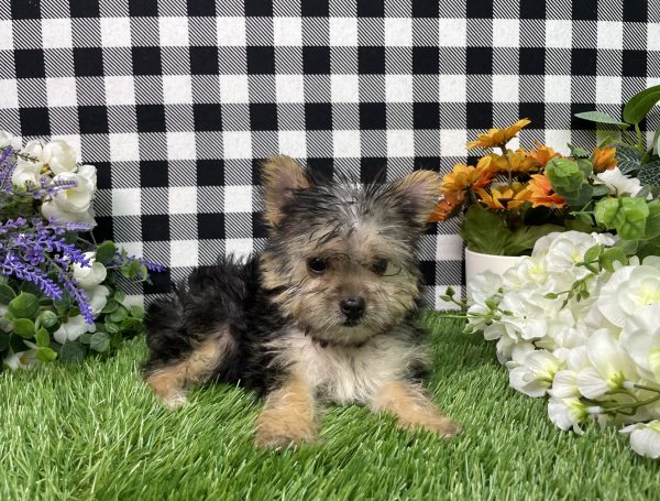 Heidi The Morkie - Image 4