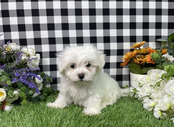 Milo The Maltese - Image 9