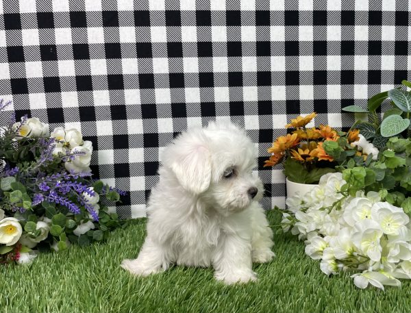 Milo The Maltese - Image 8