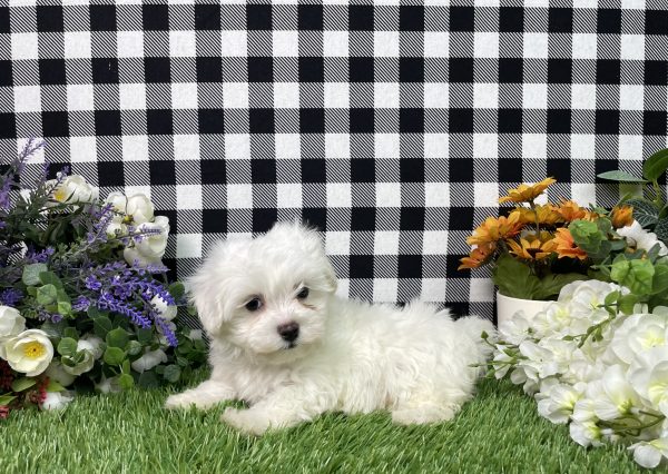 Milo The Maltese - Image 7