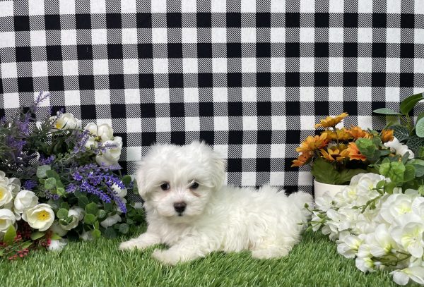 Milo The Maltese