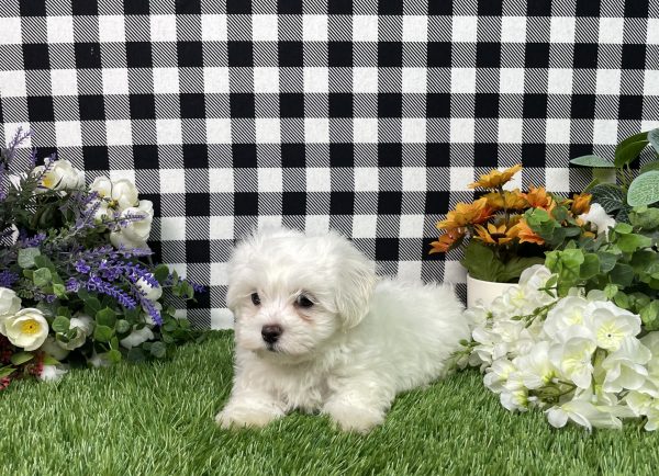 Milo The Maltese - Image 6
