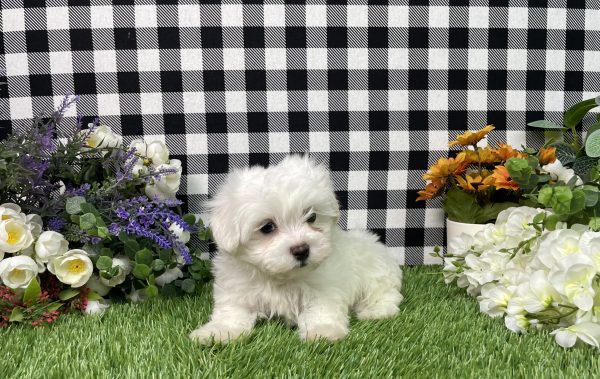 Milo The Maltese - Image 5